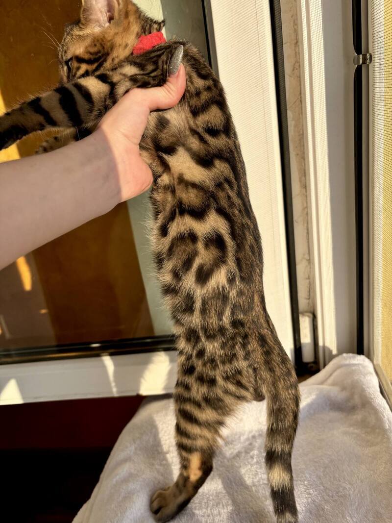 Lily Bengal female black spotted tabby - live animals