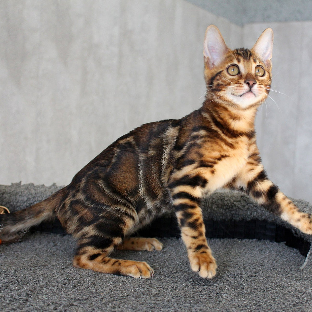Elsa Bengal female, black spotted tabby