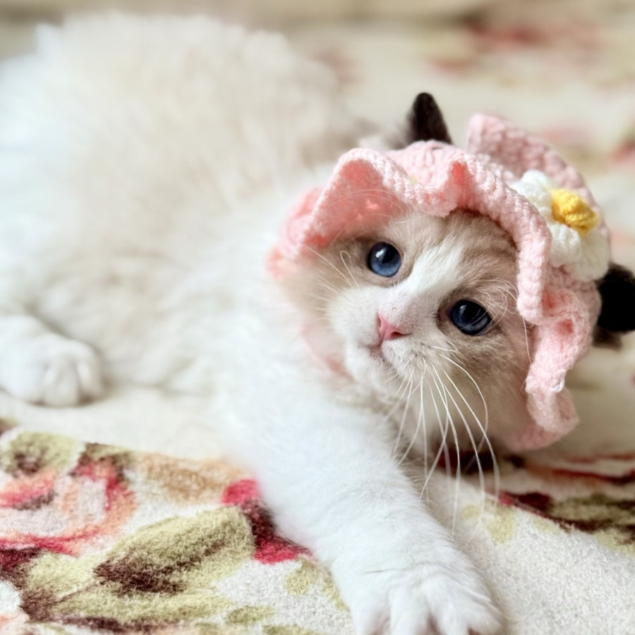 Moksha Ragdoll female, black bicolour