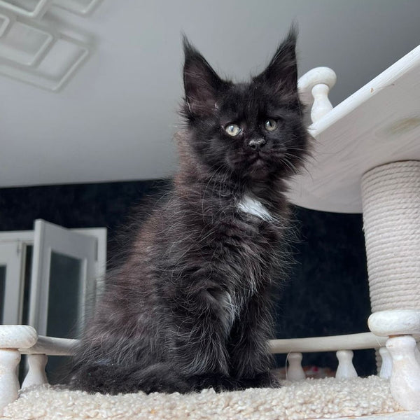 Onix Maine Coon female, black with white