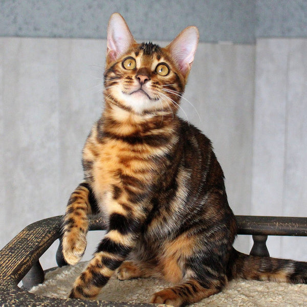 Elby Bengal female, black spotted tabby
