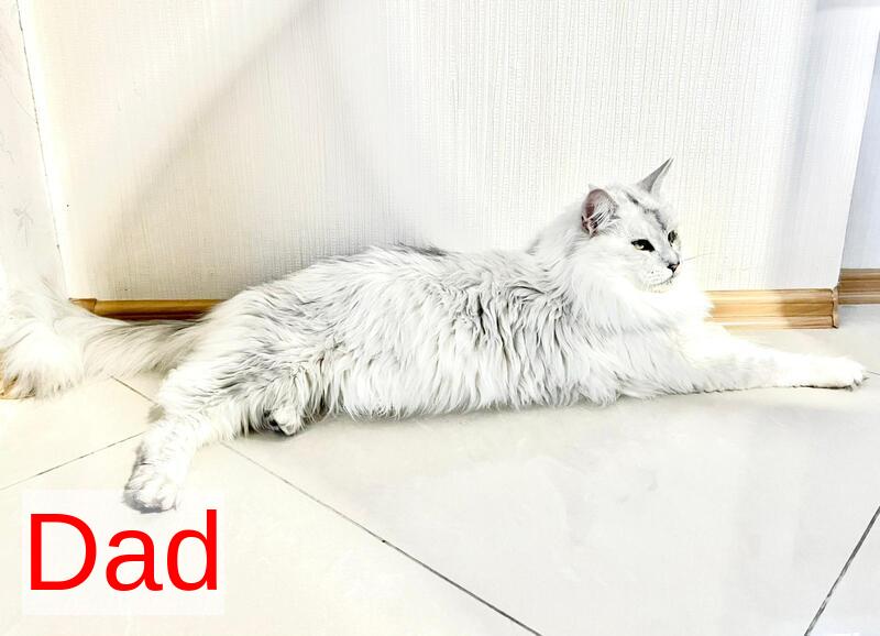 Denis Adamaris Maine Coon male black tabby live animals