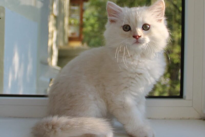 Luka Siberian male cream silver tabby - live animals