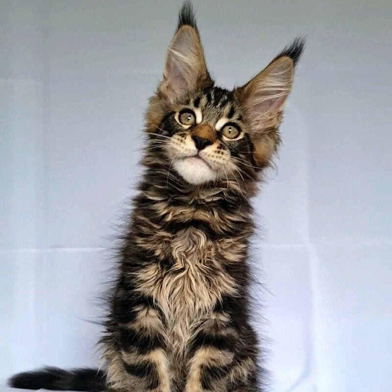 Kevin Maine Coon male, black tabby