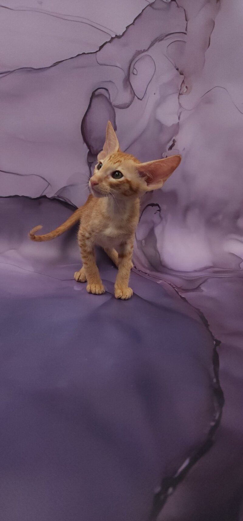 Sanrise Oriental Shorthair male, red spotted tabby