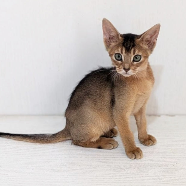 Gerda Abyssinian female, black