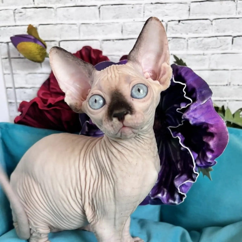 Bagrat Canadian Sphynx male, black pointed bicolour