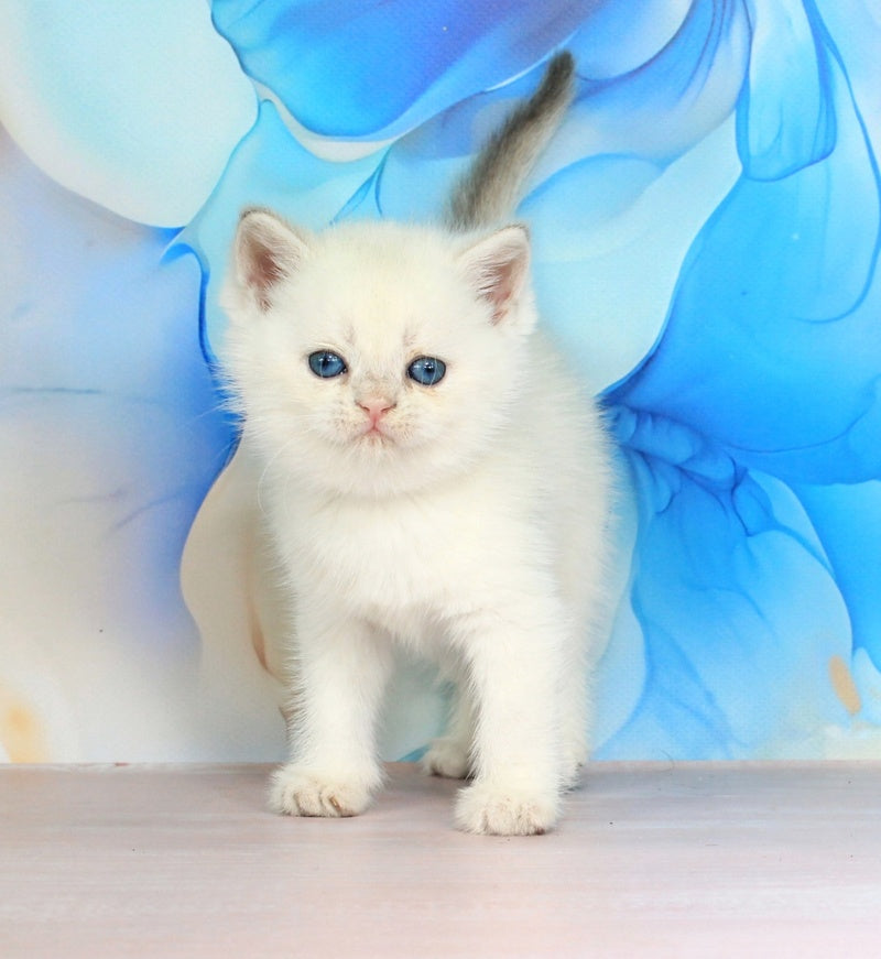 Quest British Shorthair male blue golden shaded pointed - live animals