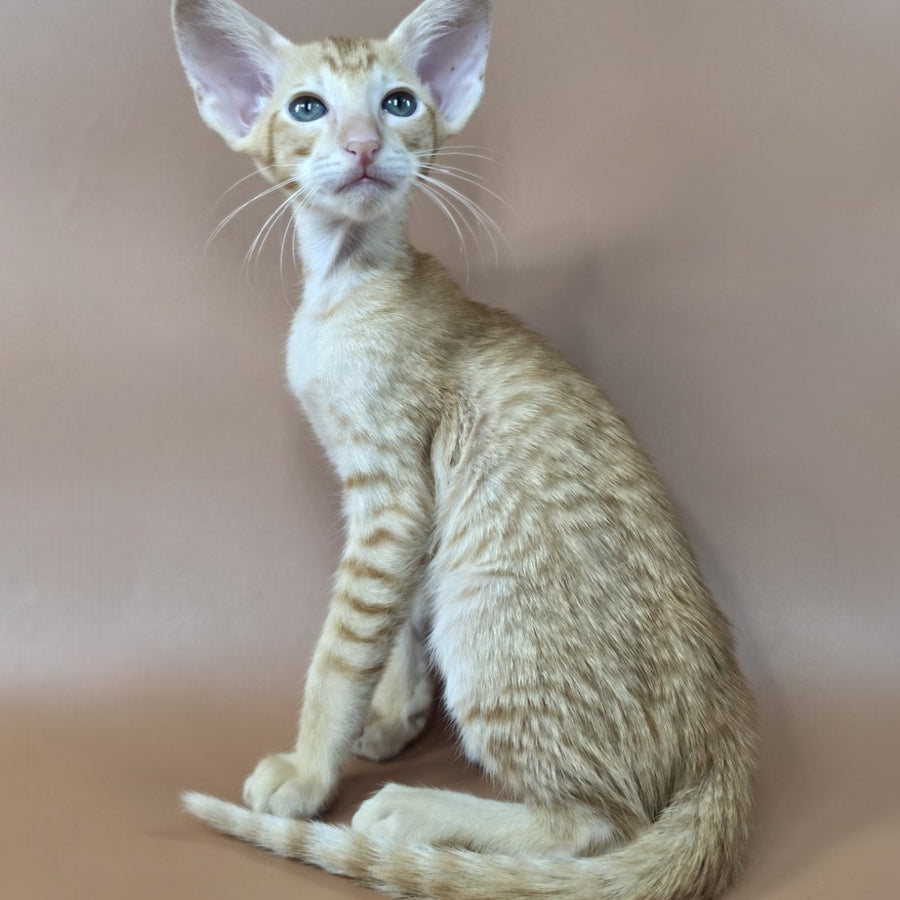 Khepri Oriental Shorthair male, red spotted tabby