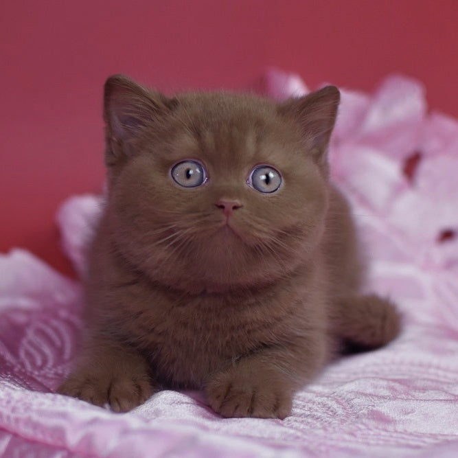 Elf British Shorthair female, cinnamon