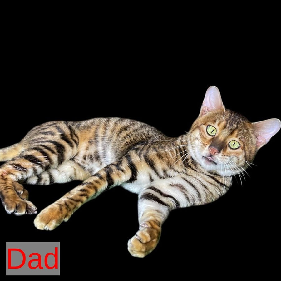 Wulfric Toyger male, black tabby