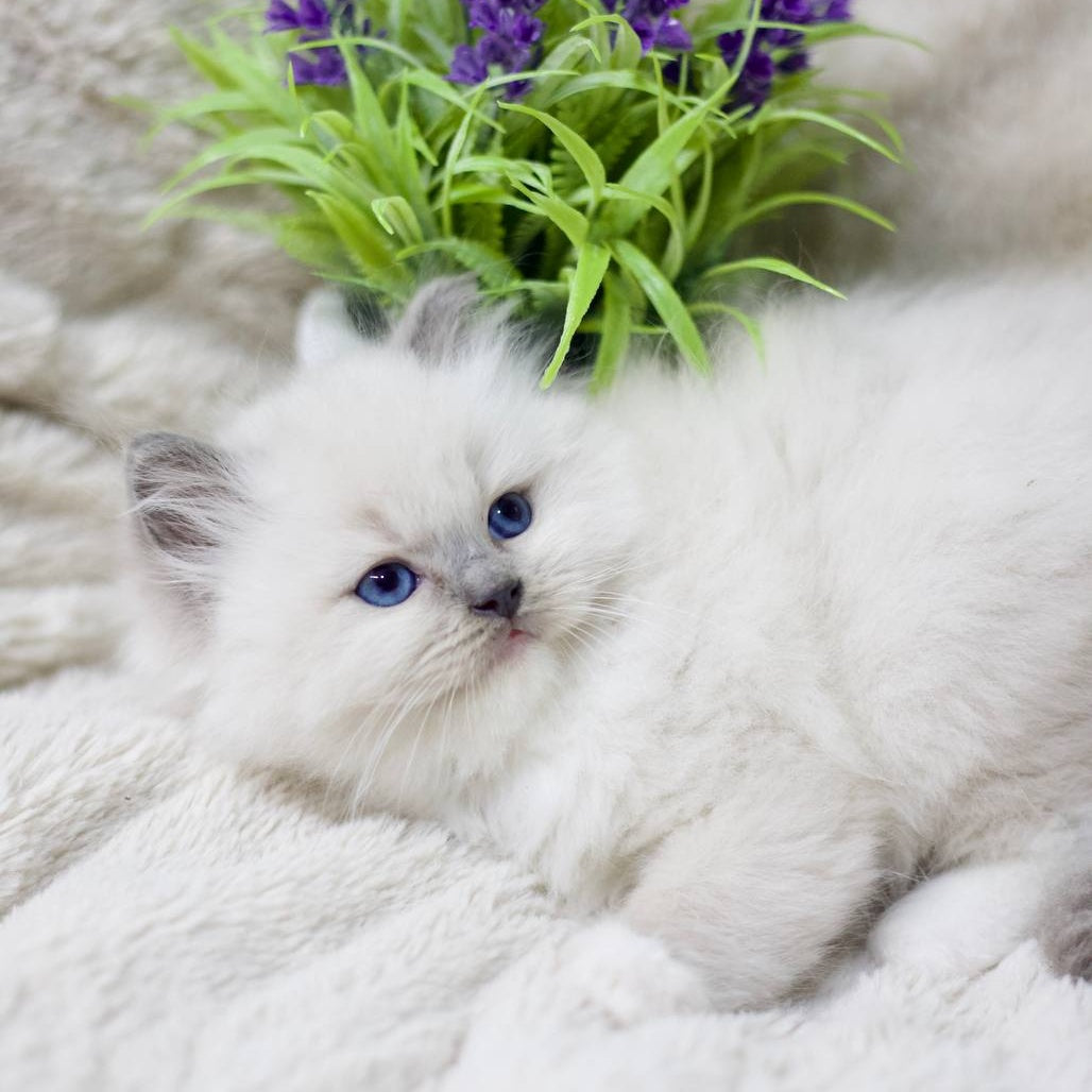 Rolex Ragdoll male, blue mitted