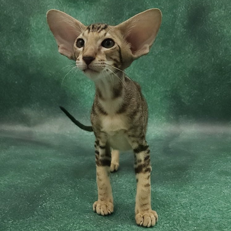 Azrael Oriental Shorthair male, black tabby