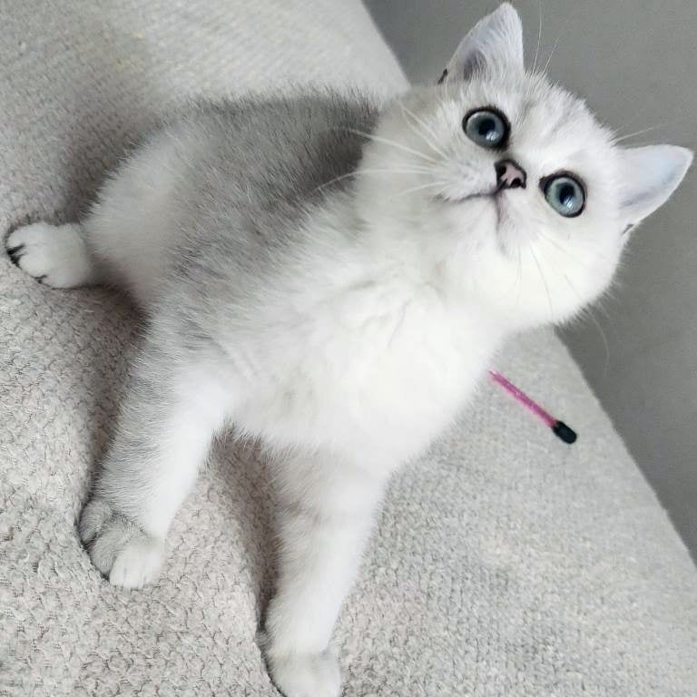 Illarion British Shorthair male, black silver shaded