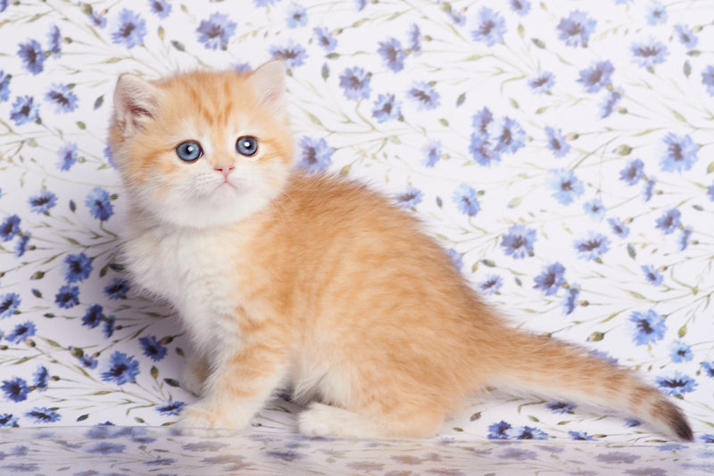 Felix British Shorthair male, chocolate golden spotted tabby