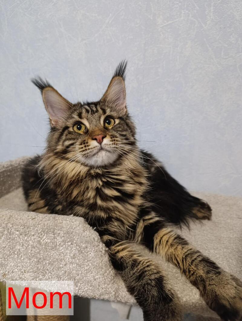 Avrora Maine Coon female black tabby - live animals