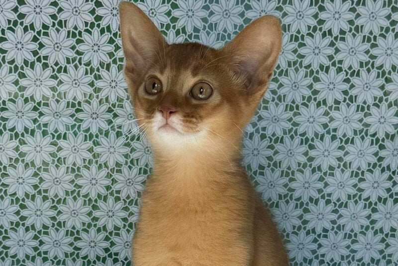 Bakara Abyssinian female sorrel - live animals