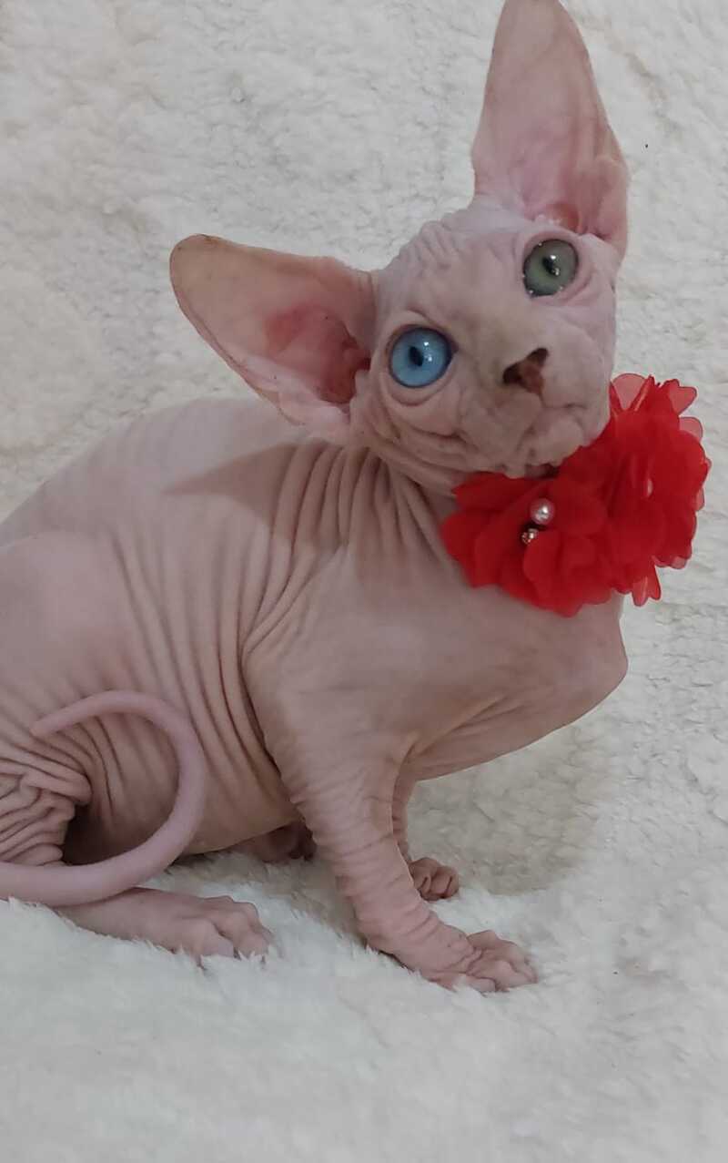 Tina Canadian Sphynx female, white