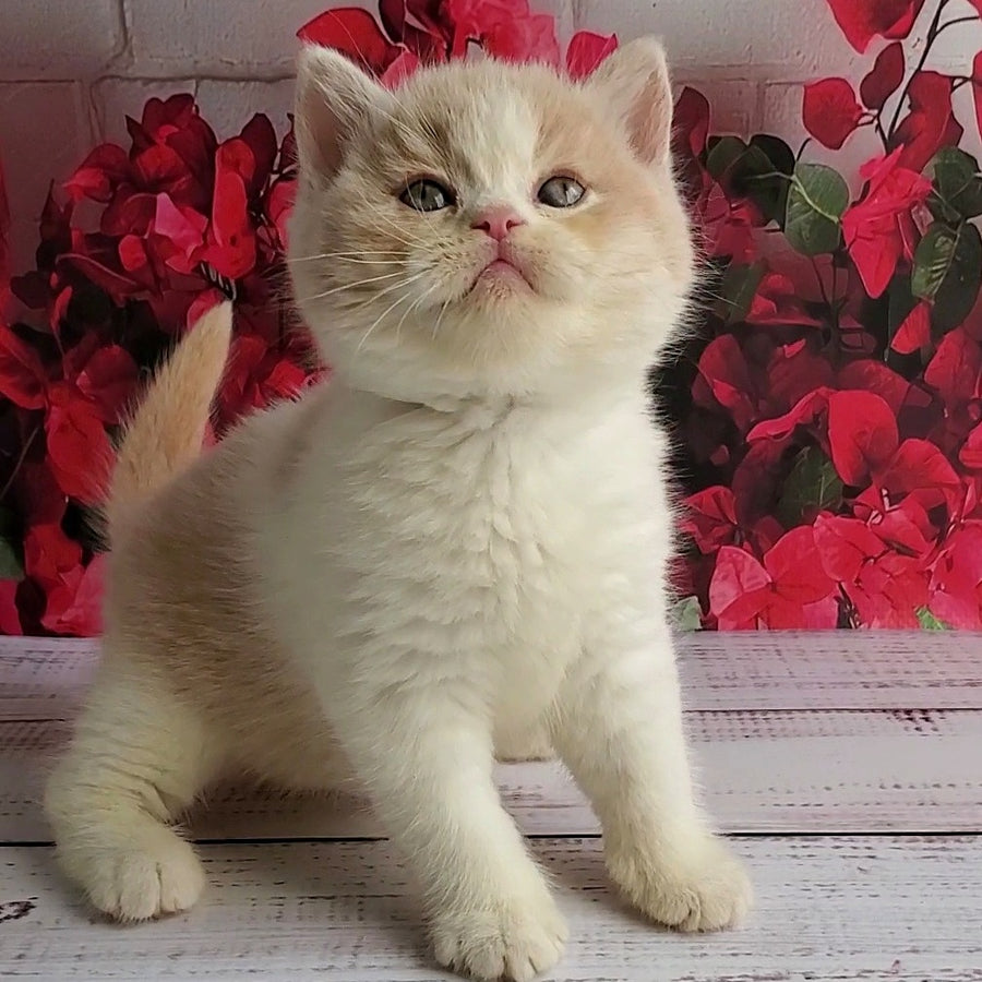 Ivar British Shorthair male, fawn bicolour