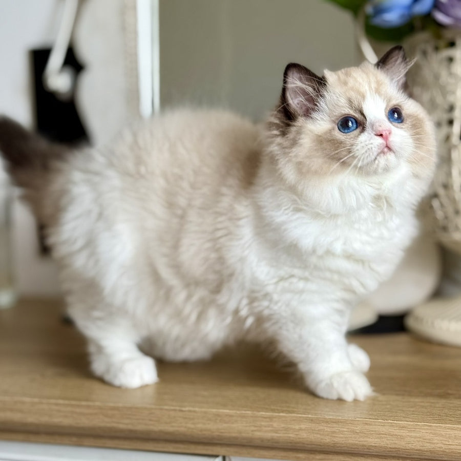 Moksha Ragdoll female, black bicolour