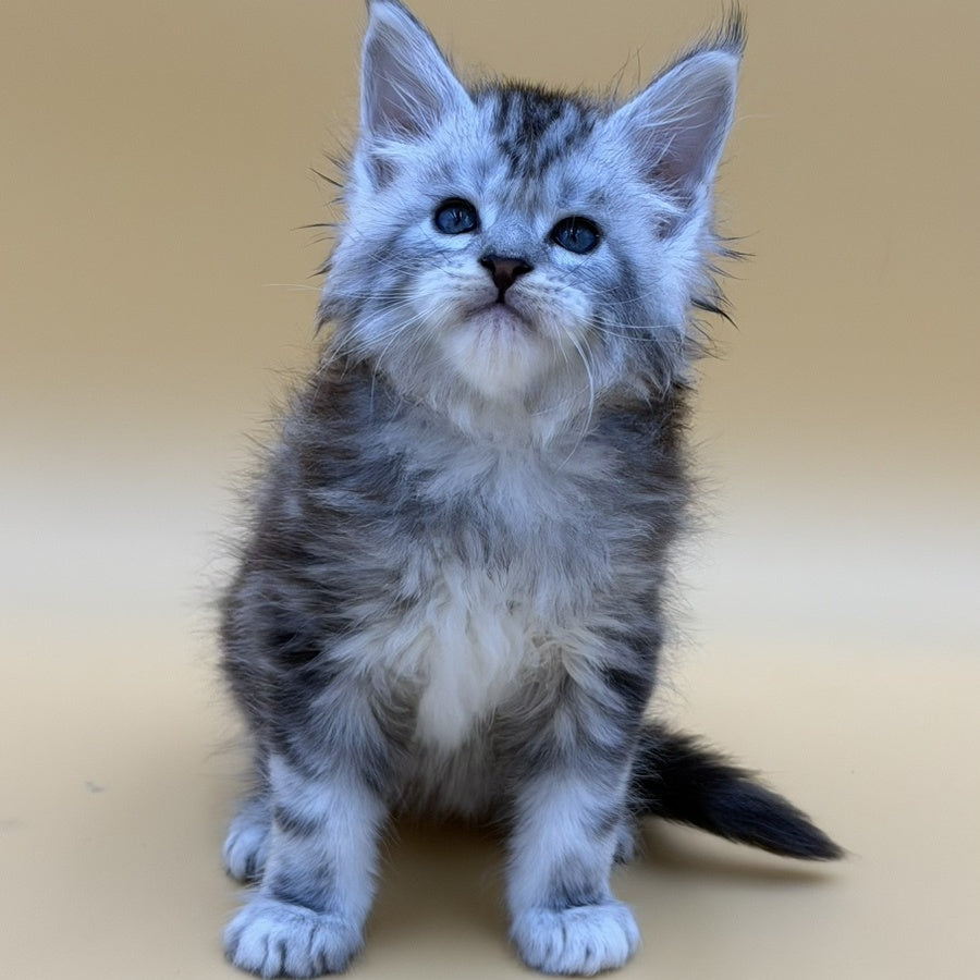 Hammer Maine Coon male, black silver tabby