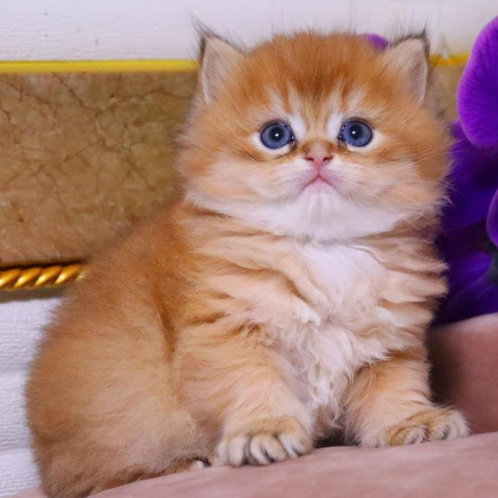 Barneby British Longhair male, black golden chinchilla
