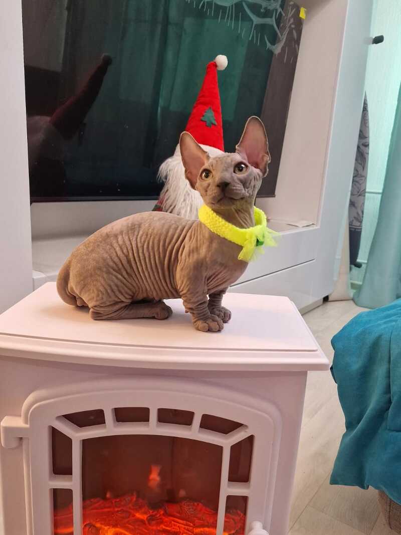Baron Bambino male blue - live animals