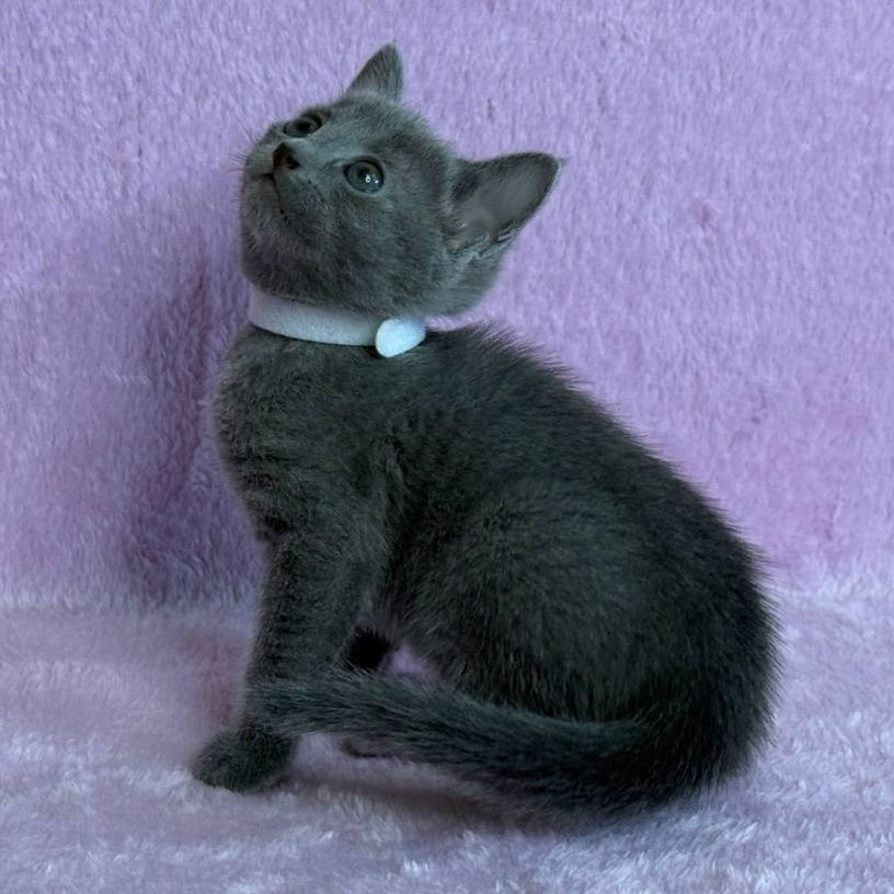 Louise Russian Blue female, blue