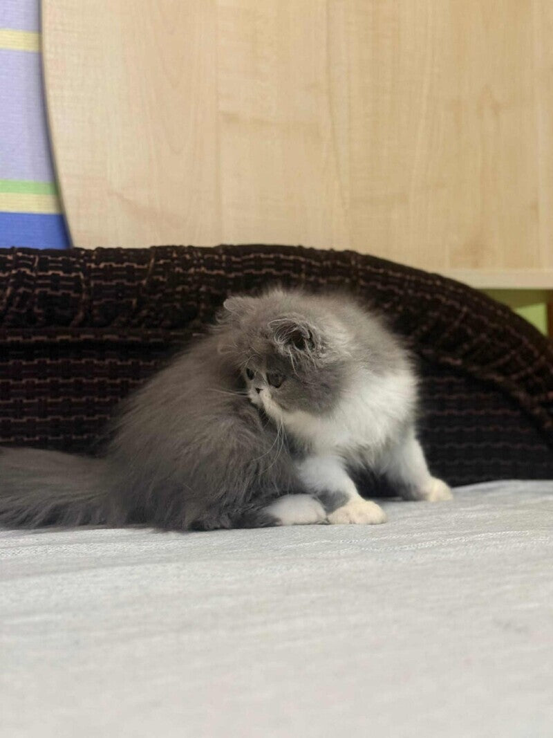 Isabel Persian female, blue bicolour