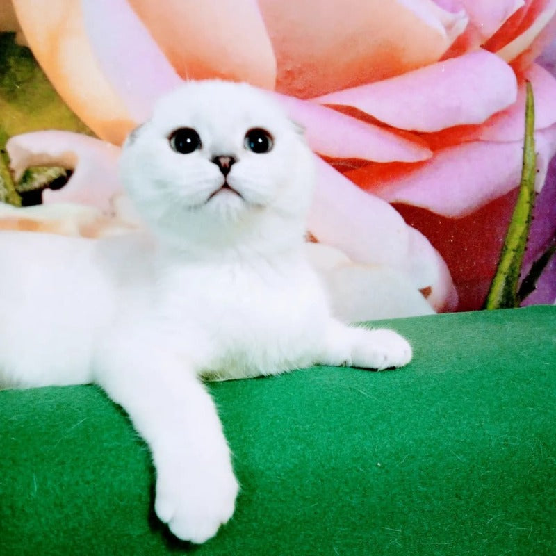 Princess Scottish Fold female, black silver shaded pointed