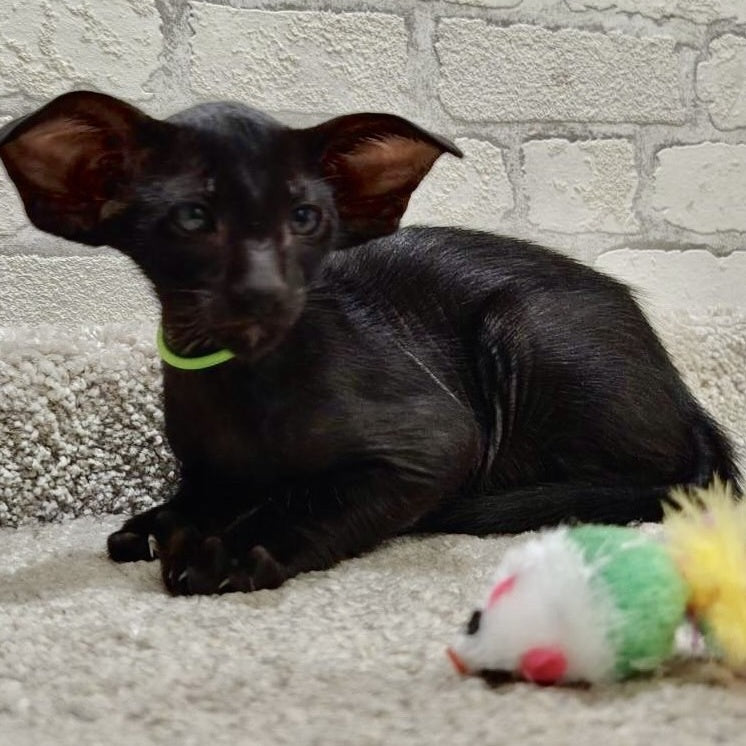 Baks Oriental Shorthair male, black