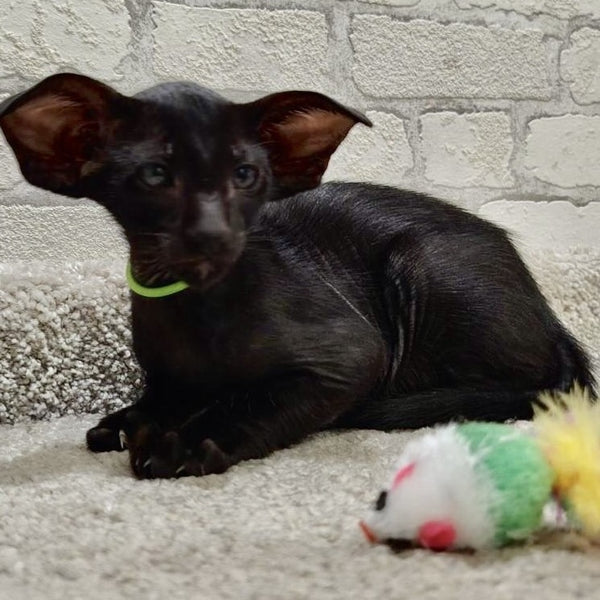 Baks Oriental Shorthair male, black
