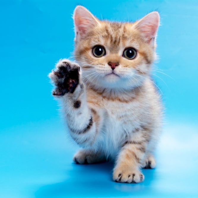 Gerd British Shorthair male, black golden spotted tabby