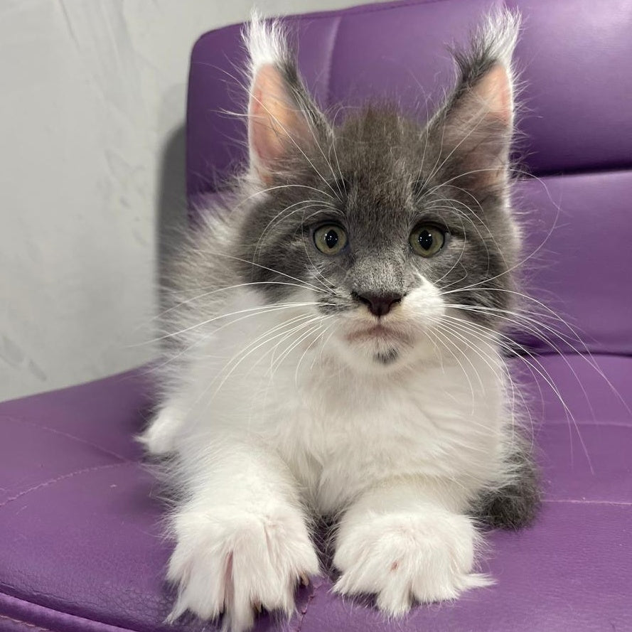 Semyon Maine Coon male, blue bicolour