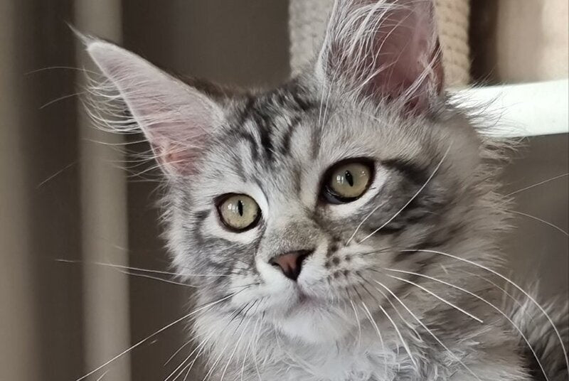 Clinta Maine Coon female black silver tabby - live animals