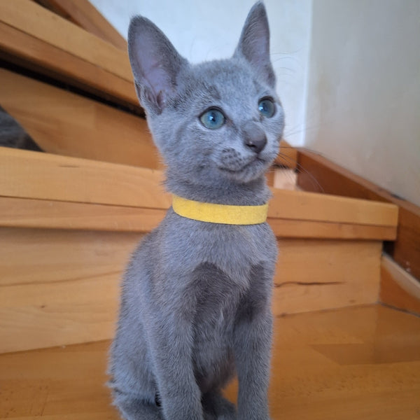 Camilla Russian Blue female, blue