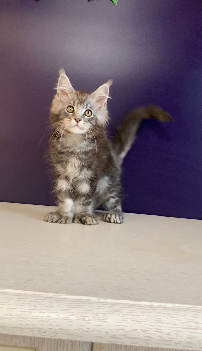 Norion Maine Coon polydactyl male, black silver tabby