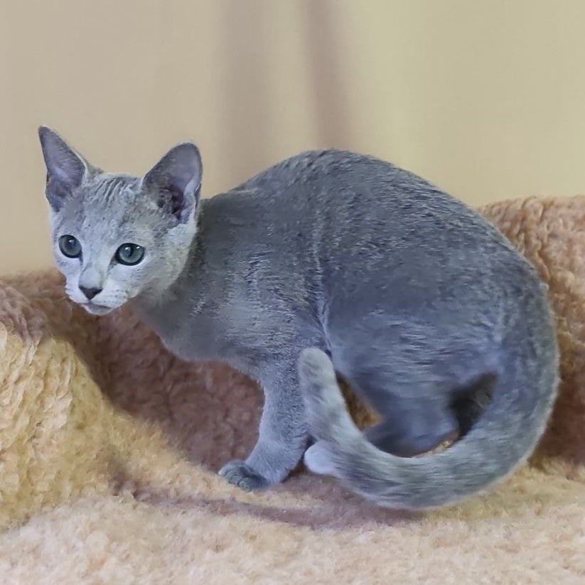 Les Russian Blue male, blue