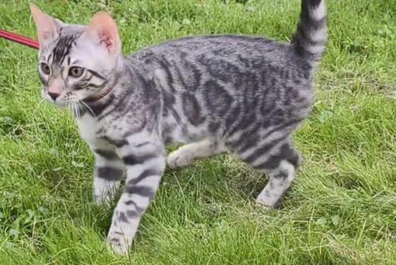 Loki Bengal male, blue silver spotted tabby