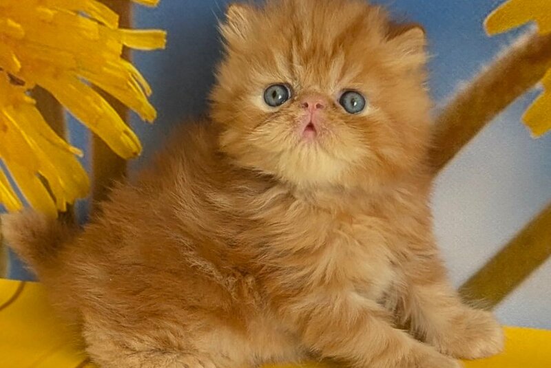 Persey Persian male, red tabby