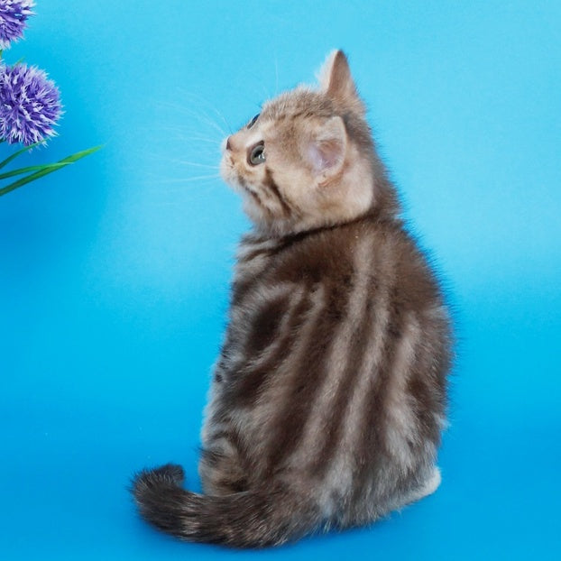 Zikar Scottish Straight male, chocolate silver tabby