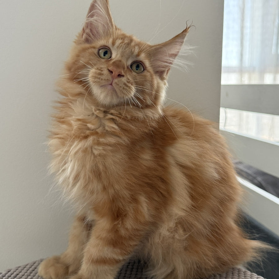 Alex Maine Coon male, red tabby