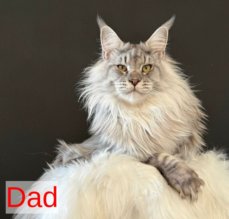 Juna Maine Coon male black silver tabby live animals