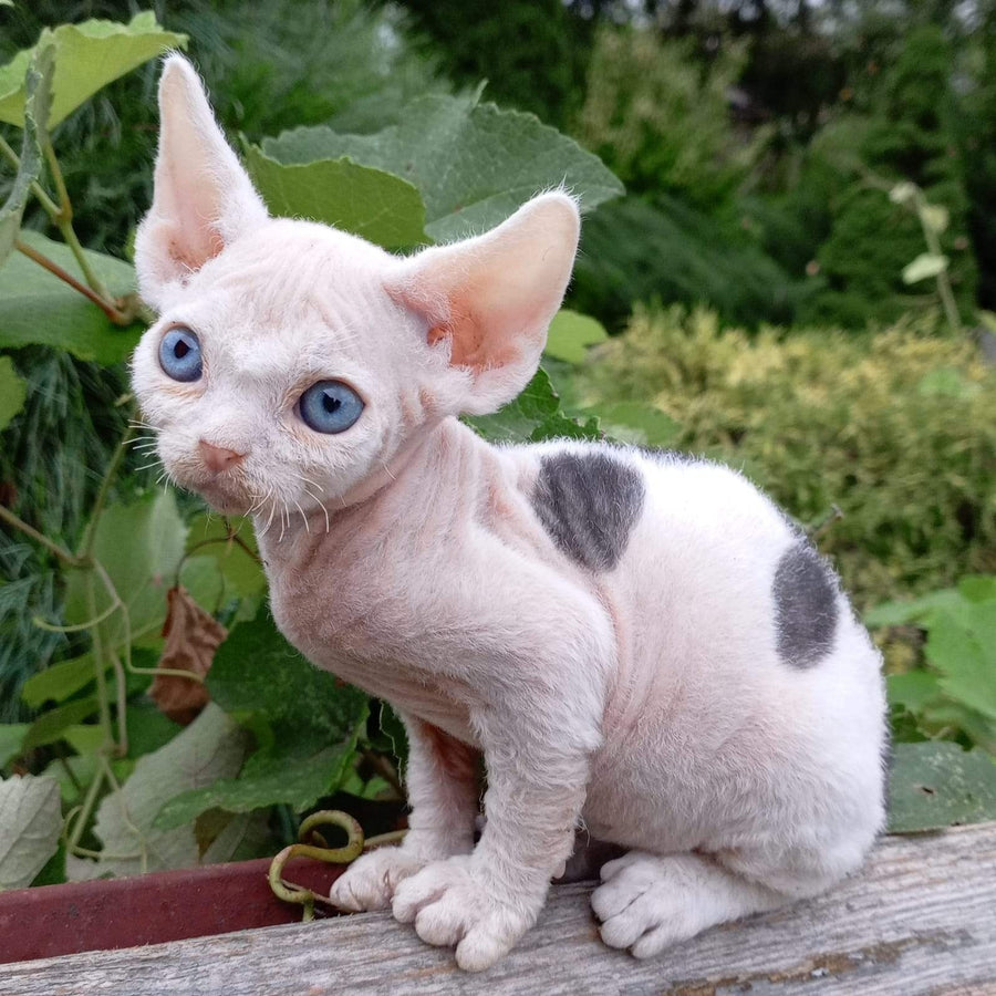 Piero Devon Rex male, black harlequin