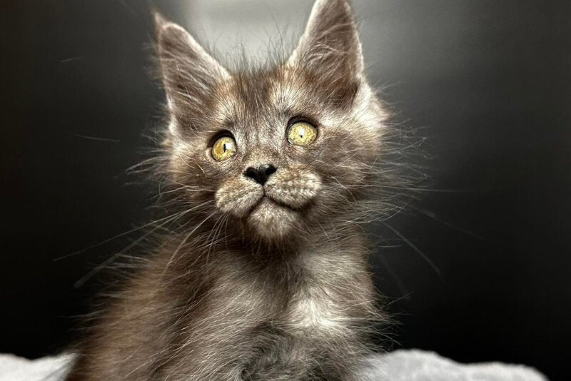 Benjamin Maine Coon male black silver - live animals