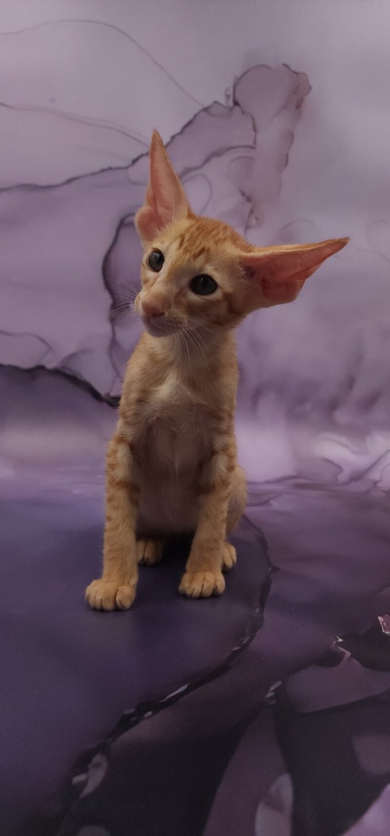 Sanrise Oriental Shorthair male, red spotted tabby