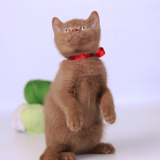 Lily British Shorthair female, cinnamon