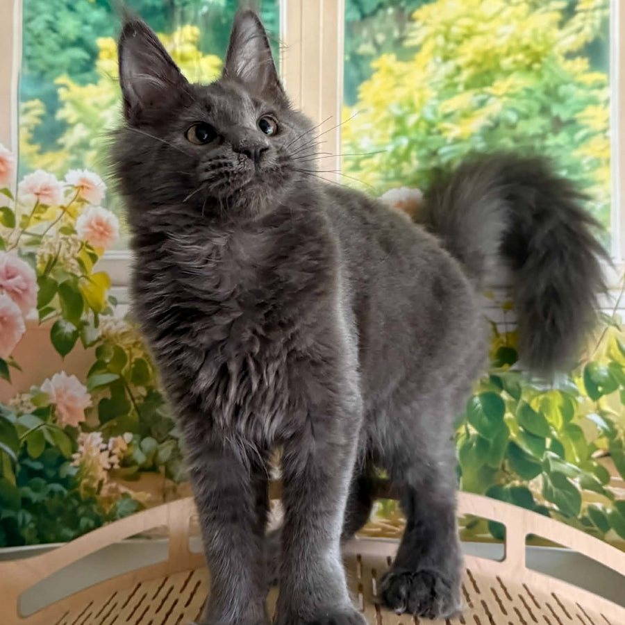 Yeremey Maine Coon polydactyl 6x6x6x6 male, blue