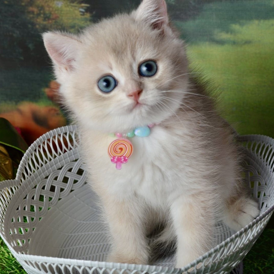 Una British Shorthair female, blue golden shaded