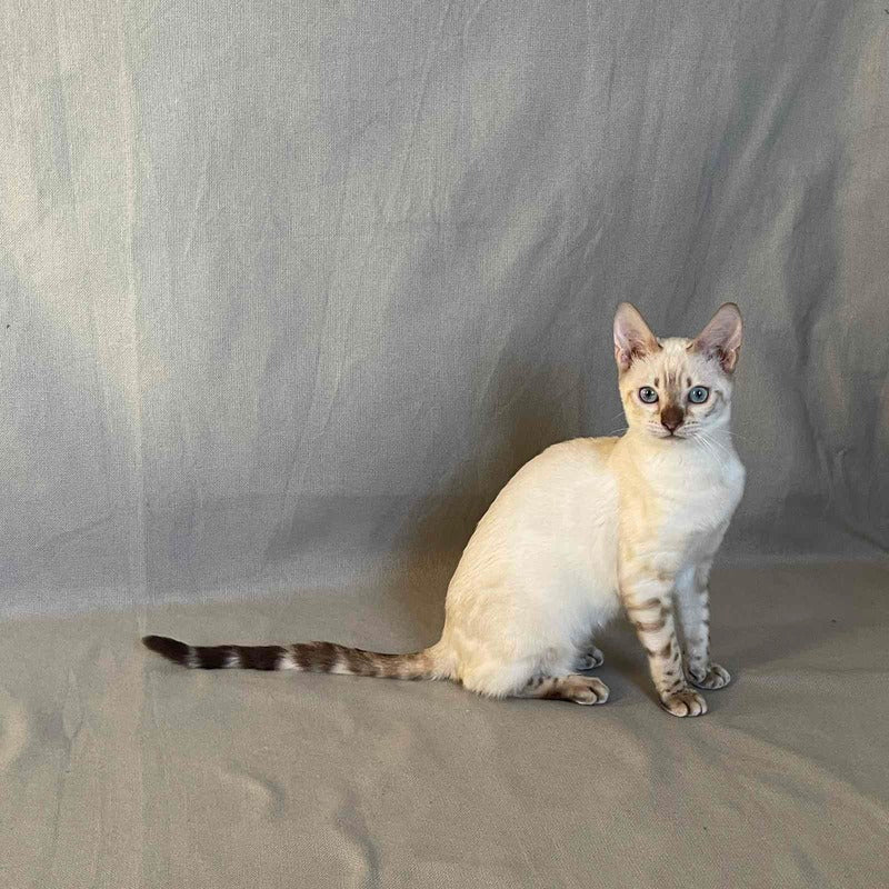 Jelly Bengal female, black spotted tabby pointed